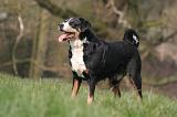 BOUVIER D'APPENZELL 057